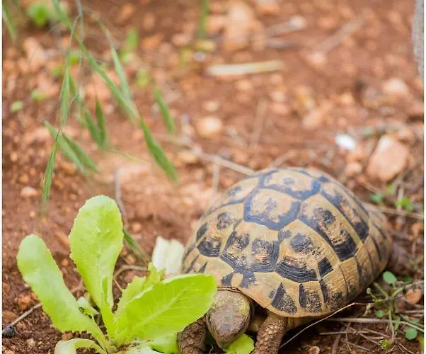 House Mellifera ゲストハウス 4*