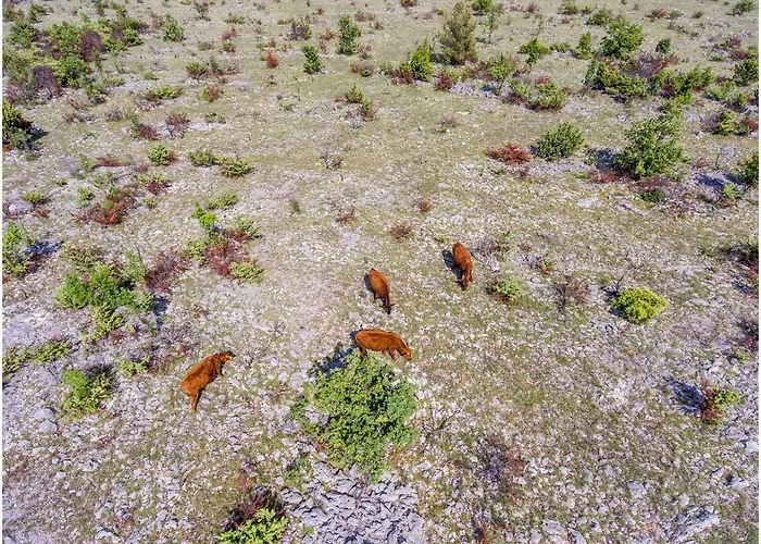 House Mellifera 4* Razvode